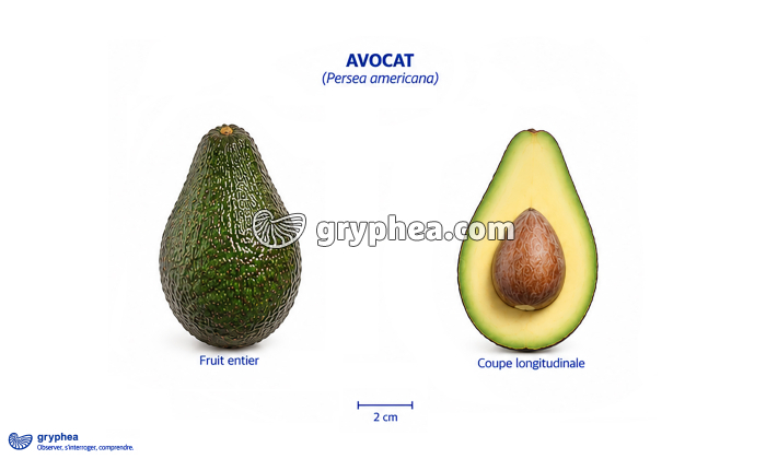 Fruit de l'Avocatier (avocat) - gryphea.com